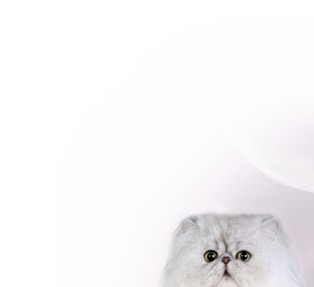 PurrSatin das Markenwebdesign