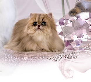 PurrSatin das Markenwebdesign